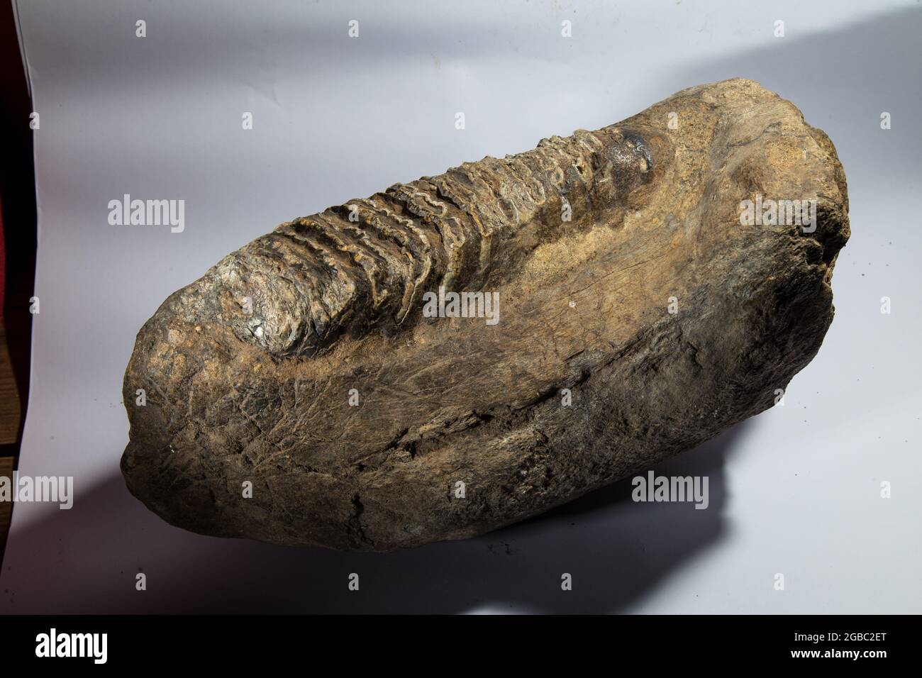 Tropisches Fossil von Großsäugern in West Java Indonesia Stockfoto