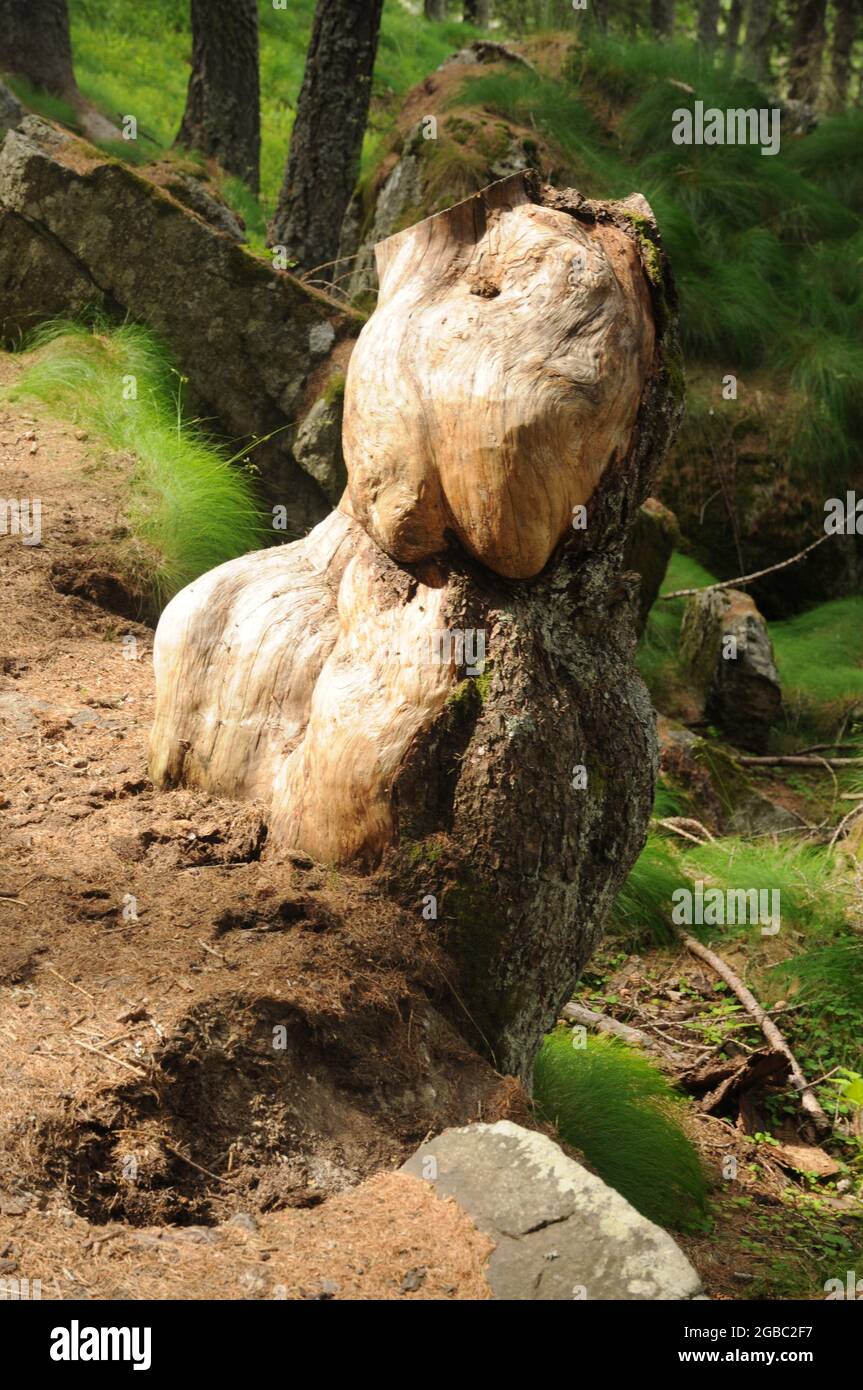 Ceppi nel bosco in Valle dell'Orco lungo il sentiero che Sale al Lago di Dres nel Parco nazionale del Gran Paradiso Stockfoto