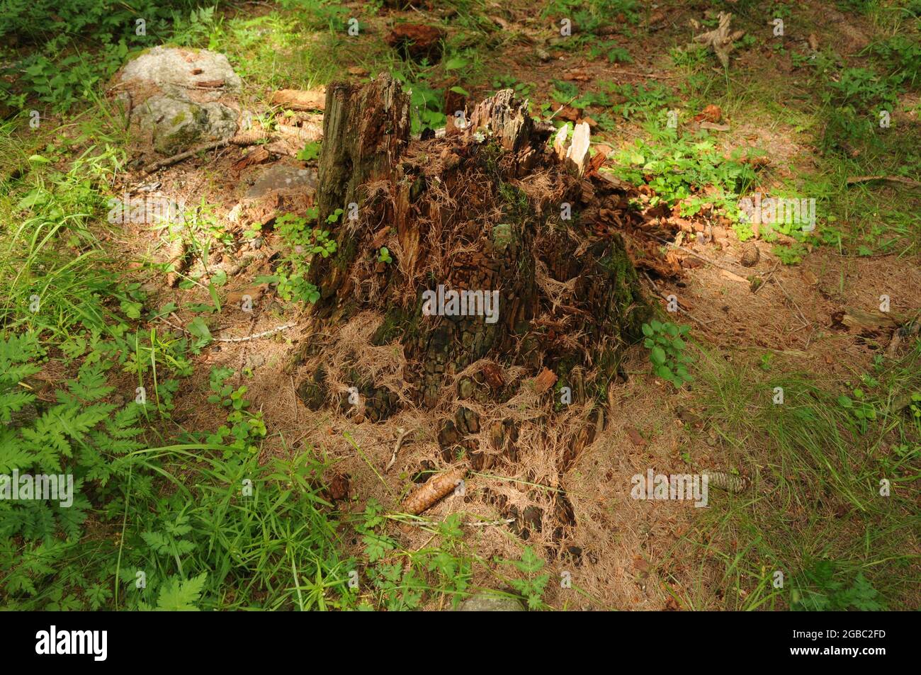 Ceppi nel bosco in Valle dell'Orco lungo il sentiero che Sale al Lago di Dres nel Parco nazionale del Gran Paradiso Stockfoto