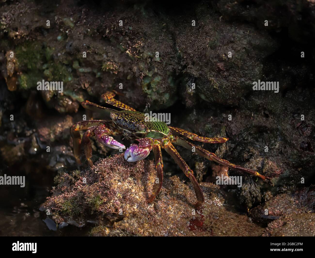 Foto der Krabbe auf dem Felsen, Essen, Meeresrauschen Stockfoto