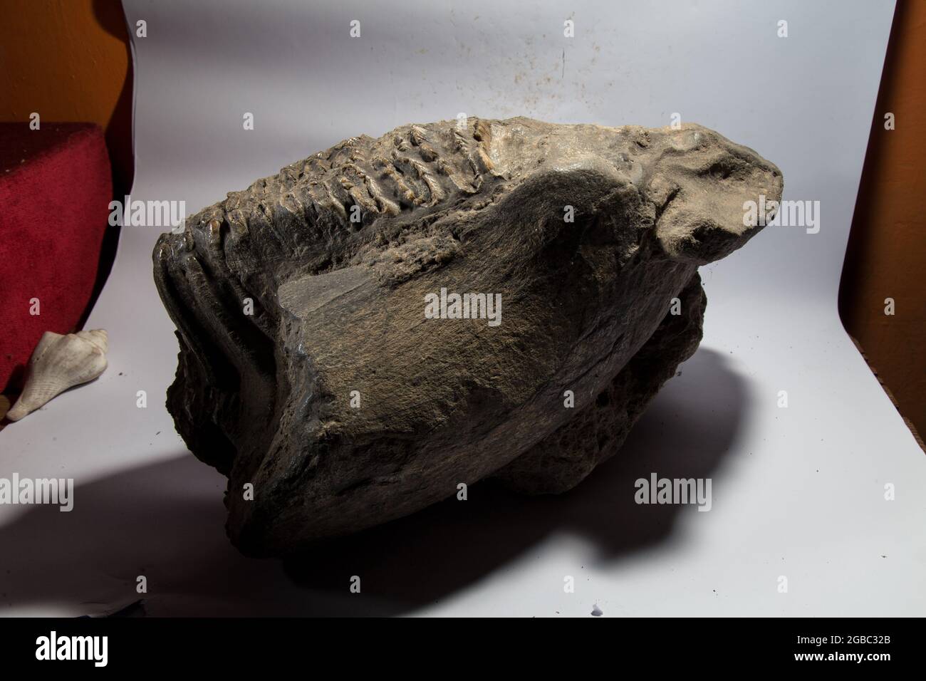 Tropisches Fossil von Großsäugern in West Java Indonesia Stockfoto