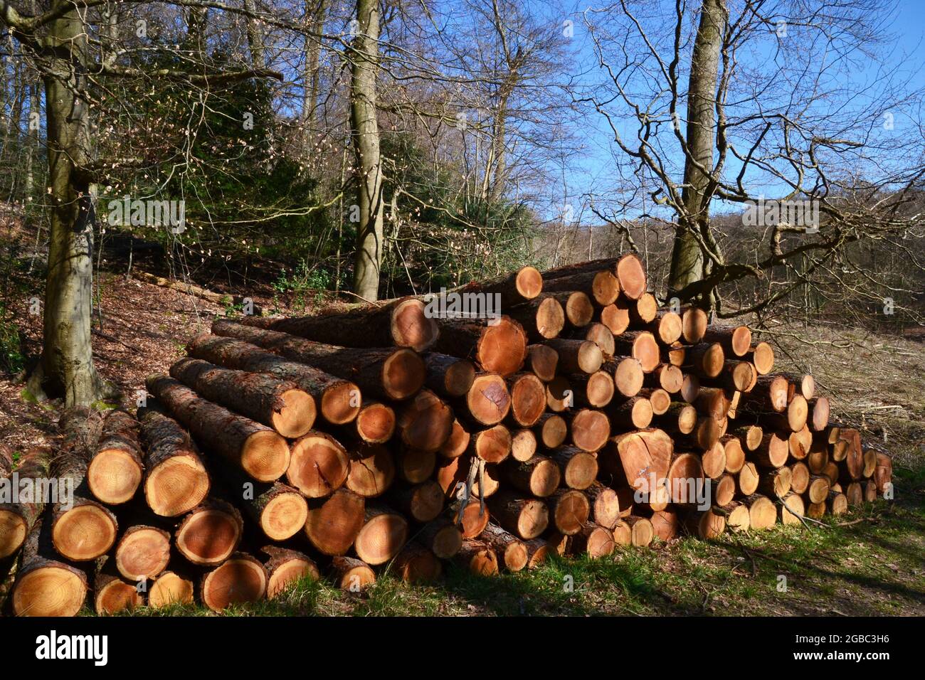 Blockstapel in Bradenham Woods, Buckinghamshire, England, wo Forstarbeiten zum Löschen von Teilen des Waldes durchgeführt wurden. VEREINIGTES KÖNIGREICH Stockfoto