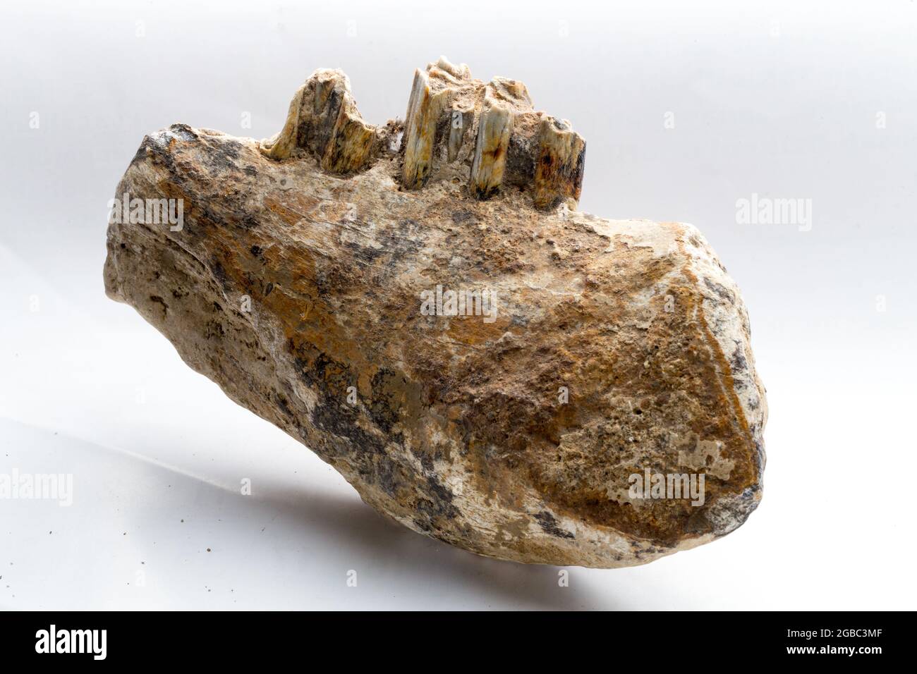 Fossil von Großsäugern in West-Java von Indonesien Stockfoto