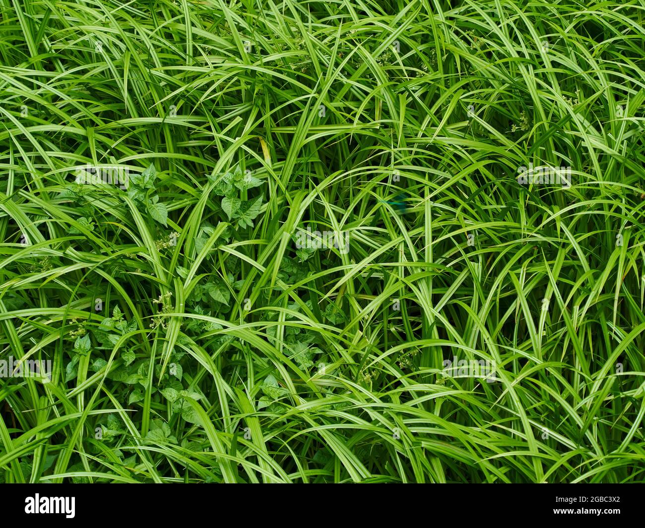 Ein Detail aus der britischen Landschaft - ein Fleck von reichem, grünem, frischem, unbebauten Gras und Pflanzen von oben. Stockfoto