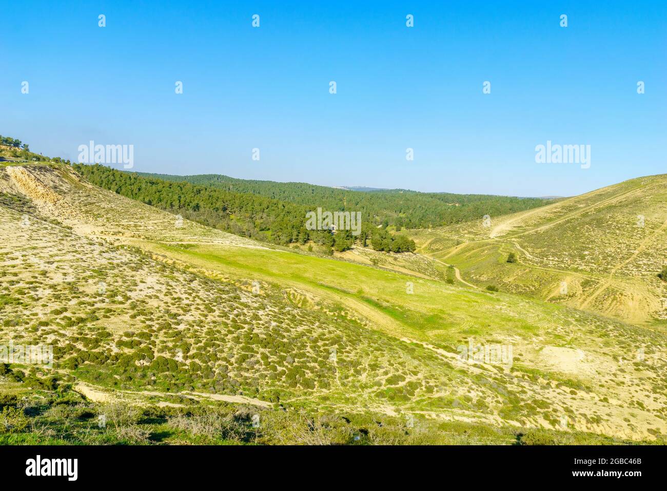 Landschaft der Region Yatir mit dem Yatir-Wald. Süd-Israel Stockfoto