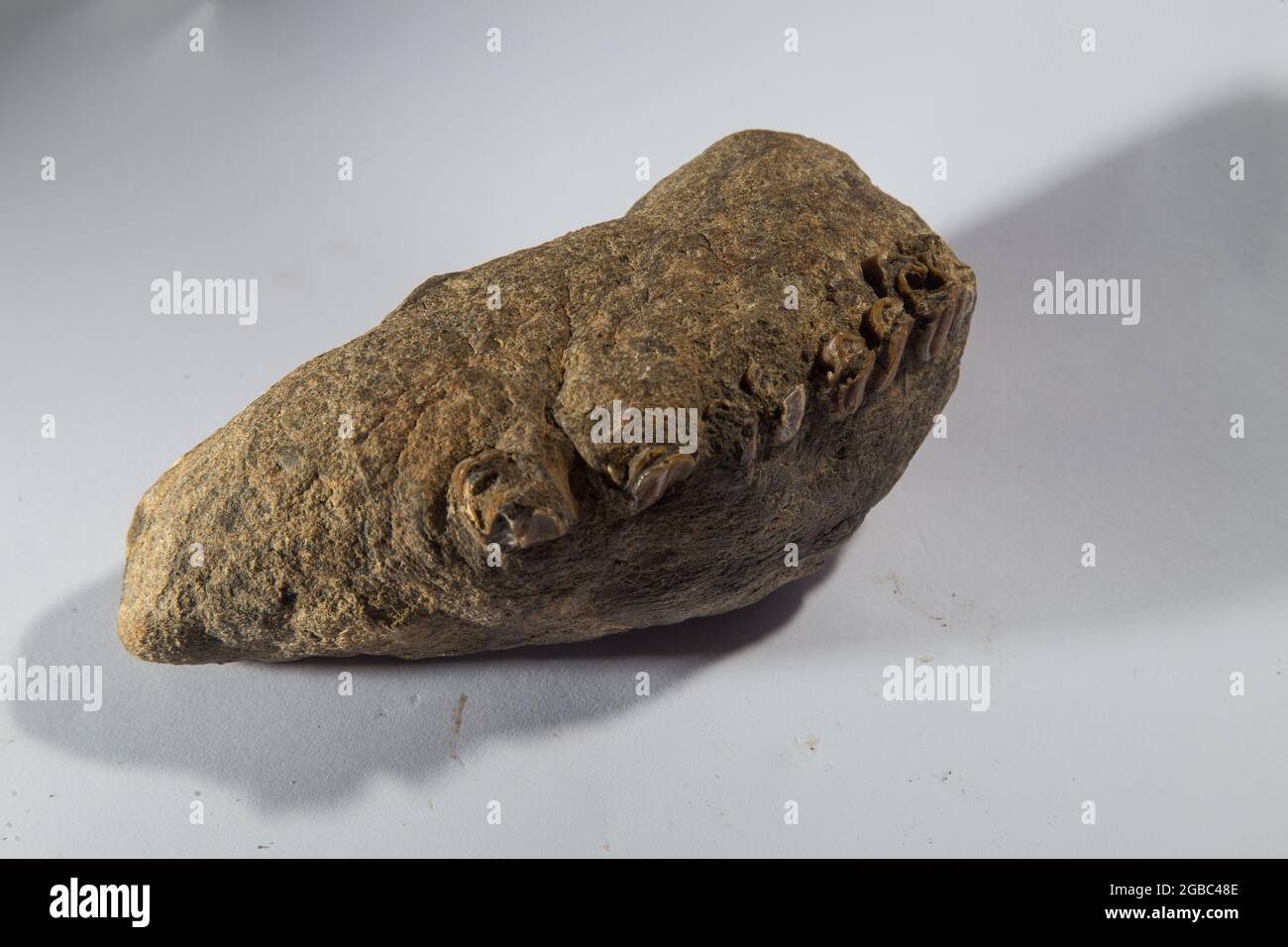 Tropisches Fossil von Großsäugern in West Java Indonesia Stockfoto