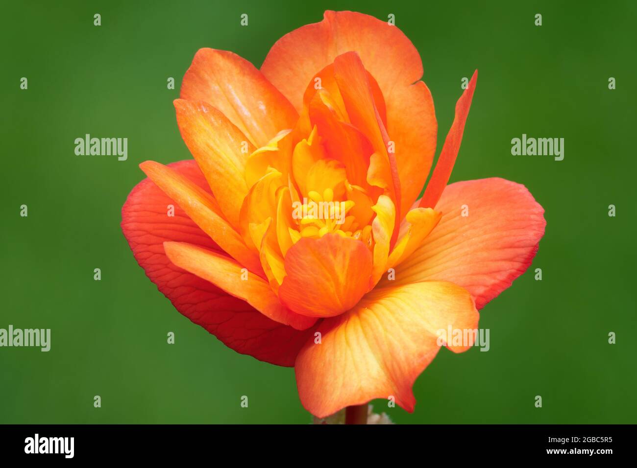 Schönheit Begonia Blume. Sommer jährlich. Detail von bunten Blütenblättern in orange rot-gelb. Unscharfer natürlicher grüner Hintergrund. Stockfoto