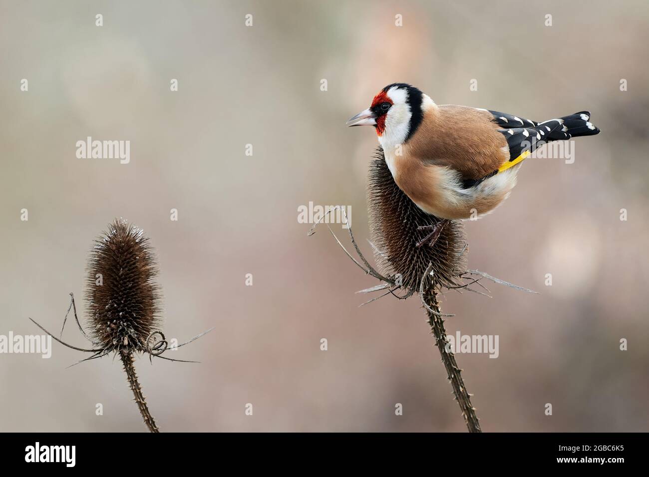 Auf trockener Distel sitzender Goldfinkenvögel. Auf der Suche nach Essen. Die Nahrung besteht aus kleinen Samen. Seitenansicht, Nahaufnahme. Gattungsart Carduelis carduelis. Stockfoto