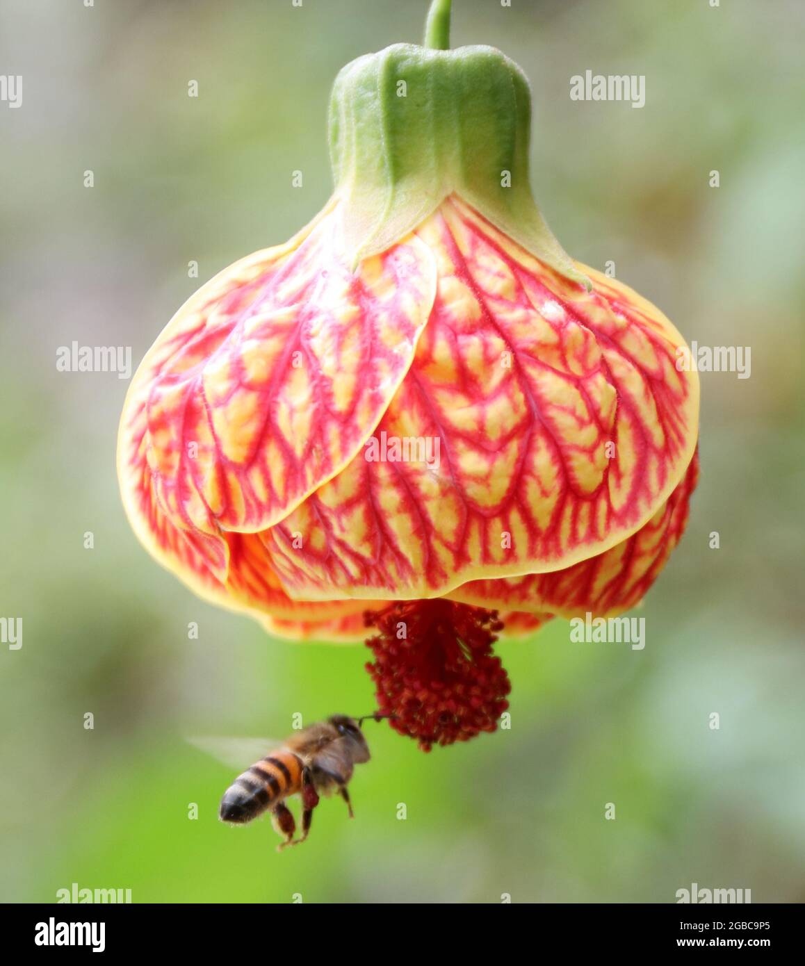 Die Biene, die Nektar sucht Stockfoto