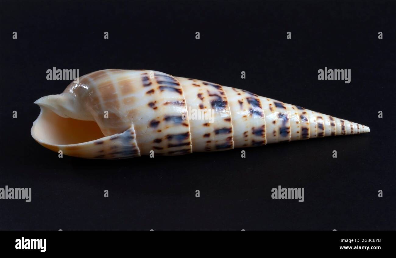 Schraubschalen sind markante Schalen mit sehr langen Spitzen und einer kleinen Öffnung. Sie sind fleischfressend und ernähren sich von Würmern in flachen Korallenmeeren Stockfoto