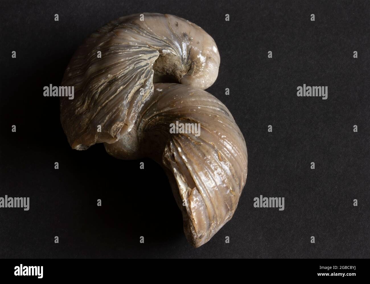 Gryphaea, oder Devis Zehennägel, wie sie häufiger bekannt sind, sind häufige Fossilien, die in den jurassischen Sedimentgesteinen der Yorkshire Coast gefunden werden Stockfoto