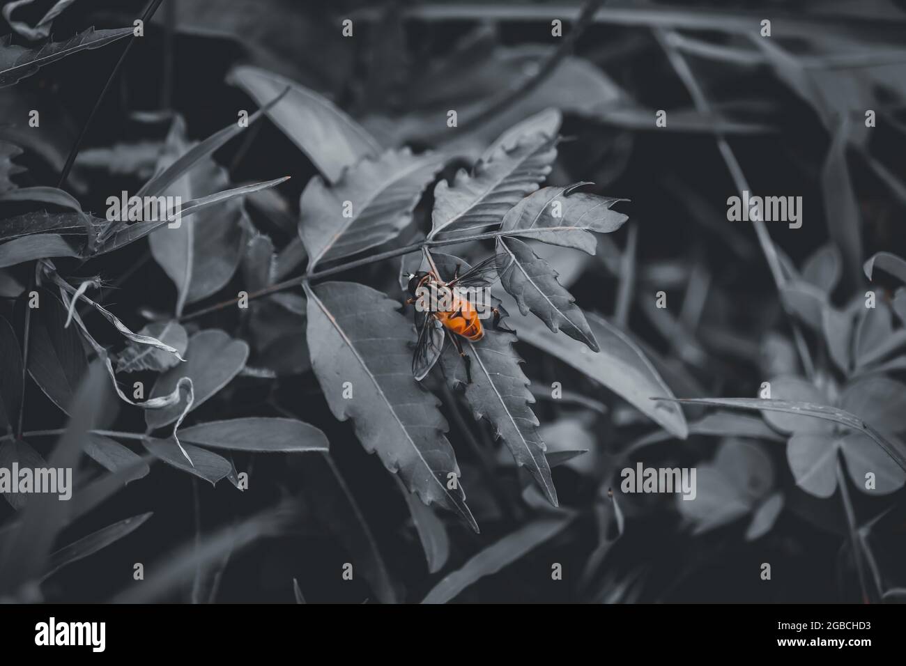 Käfer auf dem Blatt Stockfoto