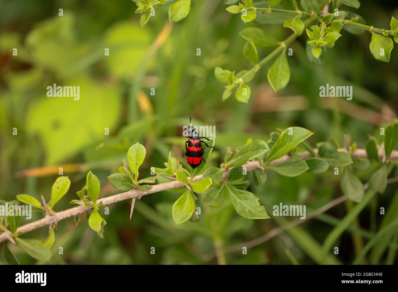 Käfer auf dem Blatt Stockfoto