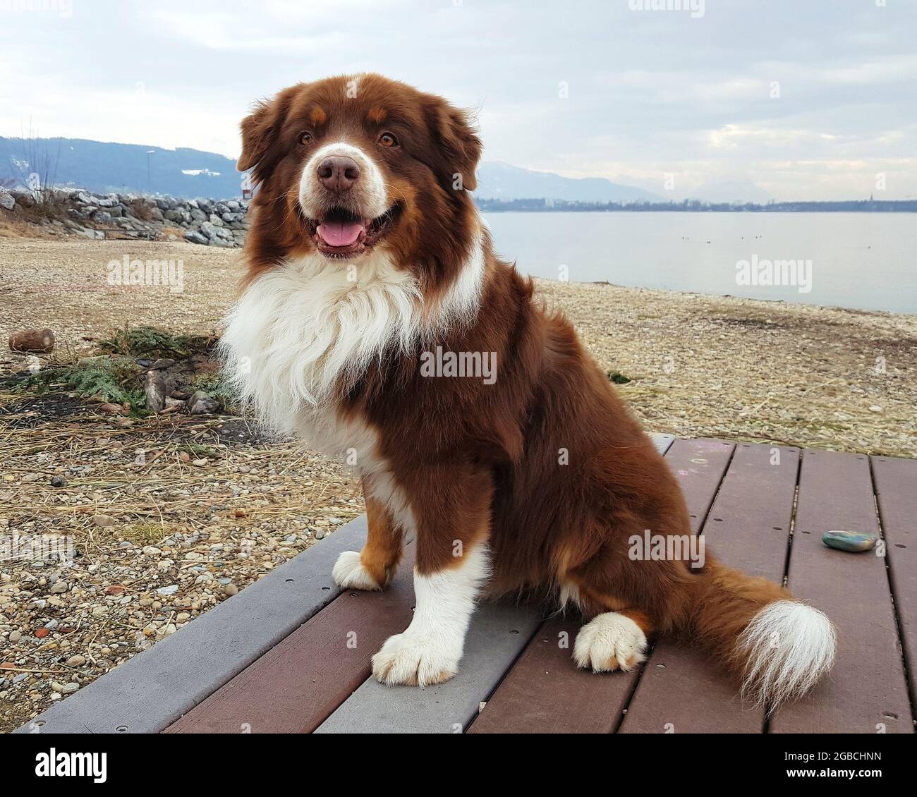 Australischer Schäferhund mit braunem und weißem Pelzmantel auf einer Holzbank am Bodensee, Österreich Stockfoto