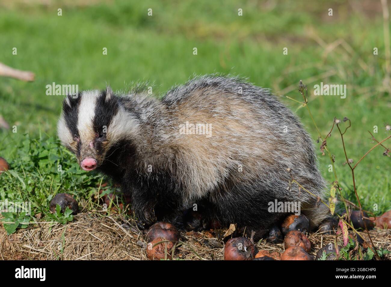 Nahaufnahme eines Dachs bei hellem Tageslicht Stockfoto