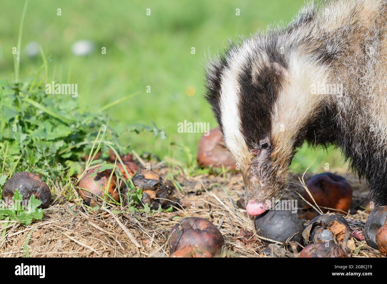 Dachs während des Tages auf der Suche nach schlechten Äpfeln. Stockfoto