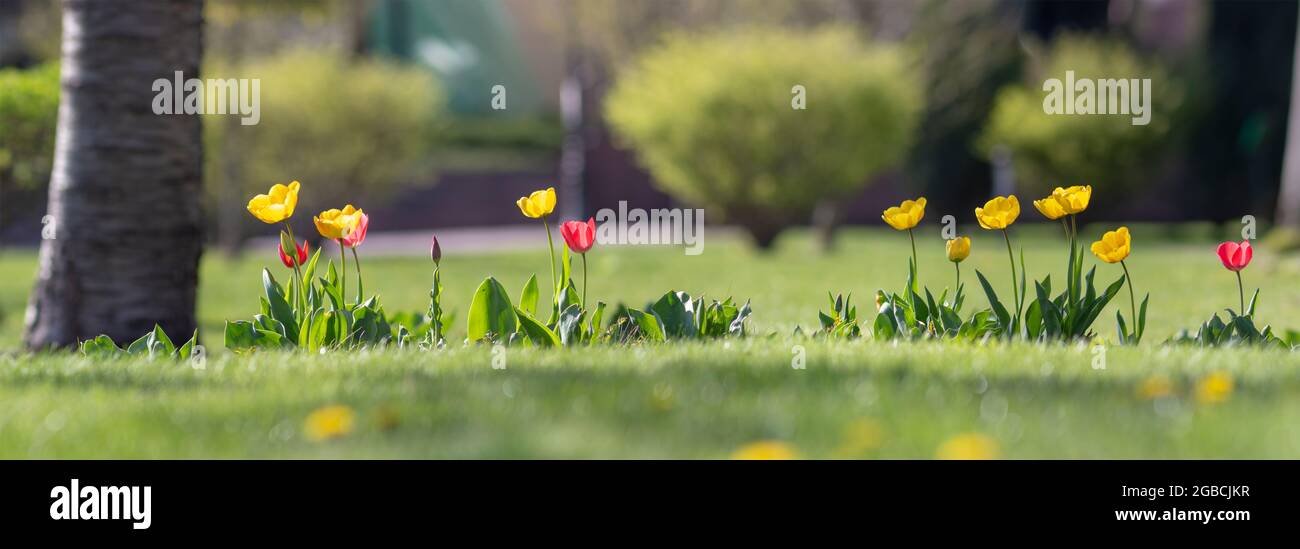Panorama von bunten Tulpen im Garten. Blühende Frühlingsblumen in der Sonne. Stockfoto