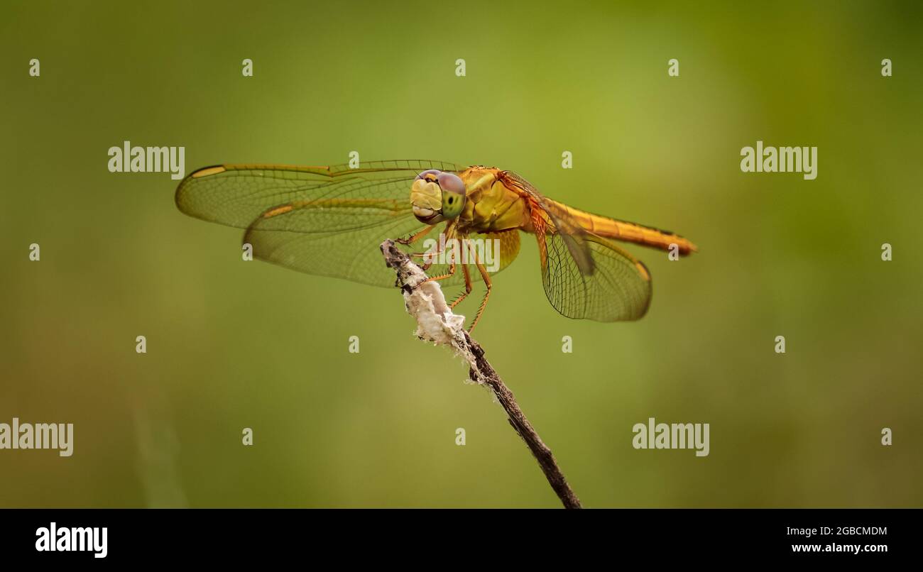 Auf der Blume sitzende, rote Fliege Stockfoto