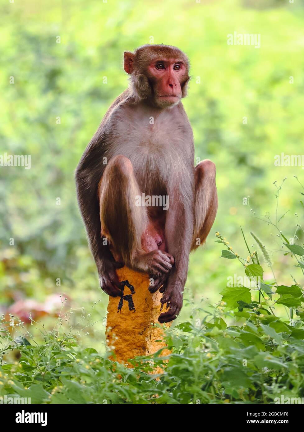 Affe sitzt an der Wand Stockfoto