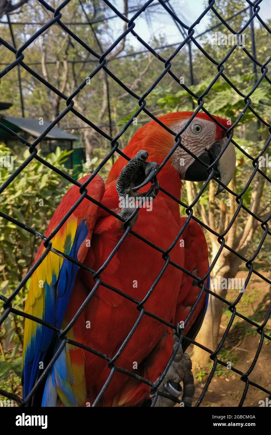 Ara Papagei im Käfig im Zoo Stockfoto