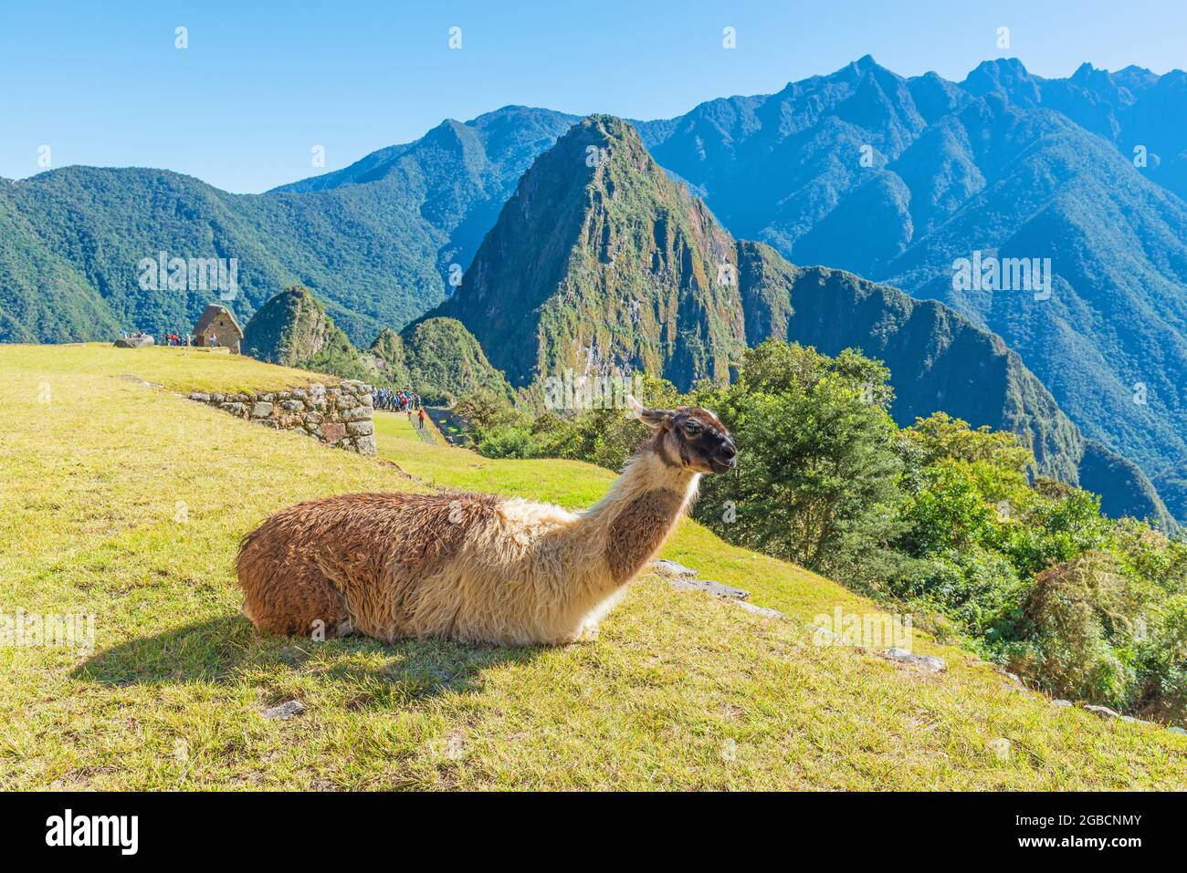 Lama (lama glama) auf der Landwirtschaftsterrasse, Machu Picchu, Peru. Stockfoto