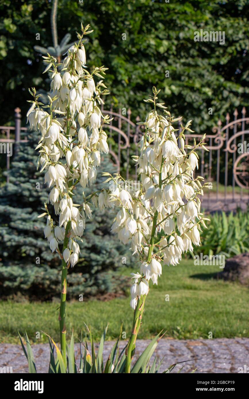 Yucca wächst im Garten, eine blühende Pflanze mit weißen Blüten zur dekorativen Gartendekoration Stockfoto