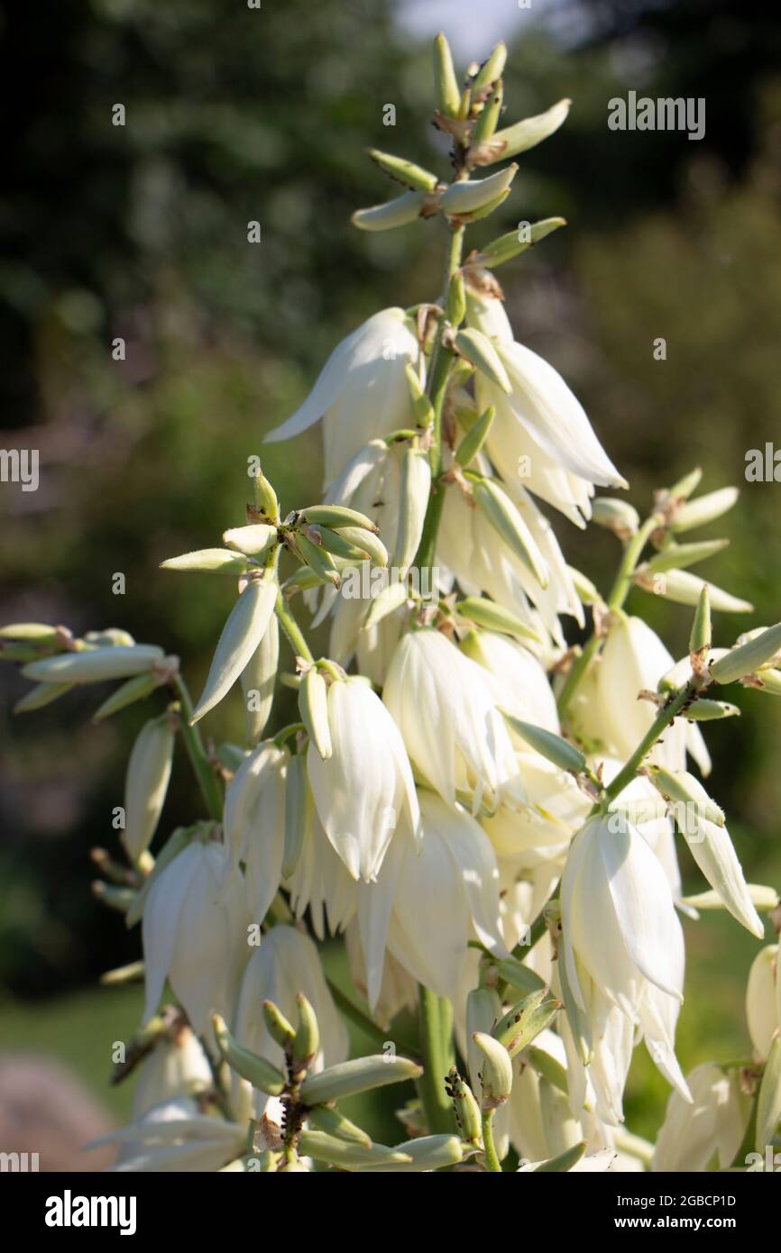 Dekorative Yucca, Blumen im Garten Stockfoto