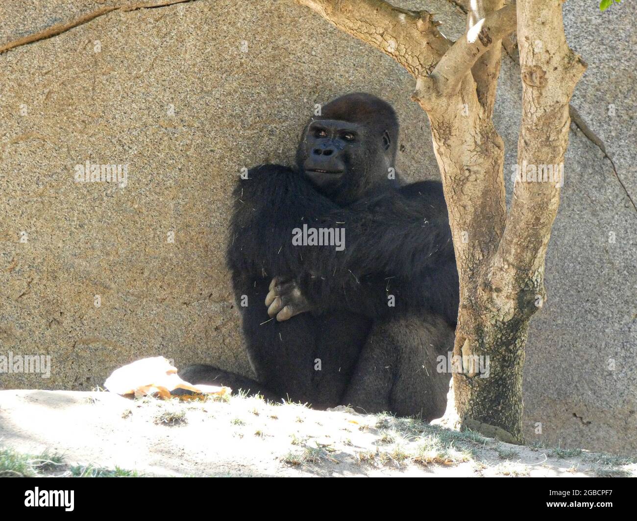 San Diego, USA. August 2021. (INT) der San Diego Zoo Safari Park entwickelt sich zu einer führenden globalen Ressource für den Schutz von Wildtieren in der Umwelt. 2. August 2021, Escondido, CA, USA: Das weitläufige, 1800 Hektar große San Diego Zoo Safari Park Wildlife Sanctuary 34 Meilen östlich von San Diego beherbergt über 12,000 seltene und gefährdete Tiere, die mehr als 650 Arten und Unterarten repräsentieren. Das Wildschutzgebiet beherbergt einige der seltensten und seltensten Tiere der Welt, zusammen mit riesigen Herden, Herden und Stolz von Vogel- und Säugetierarten, die an einem einzigen geschützten Ort überall anzutreffen sind. Stockfoto San Diego, USA. August 2021. (INT) der San Diego Zoo Safari Park entwickelt sich zu einer führenden globalen Ressource für den Schutz von Wildtieren in der Umwelt. 2. August 2021, Escondido, CA, USA: Das weitläufige, 1800 Hektar große San Diego Zoo Safari Park Wildlife Sanctuary 34 Meilen östlich von San Diego beherbergt über 12,000 seltene und gefährdete Tiere, die mehr als 650 Arten und Unterarten repräsentieren. Das Wildschutzgebiet beherbergt einige der seltensten und seltensten Tiere der Welt, zusammen mit riesigen Herden, Herden und Stolz von Vogel- und Säugetierarten, die an einem einzigen geschützten Ort überall anzutreffen sind. Stockfoto