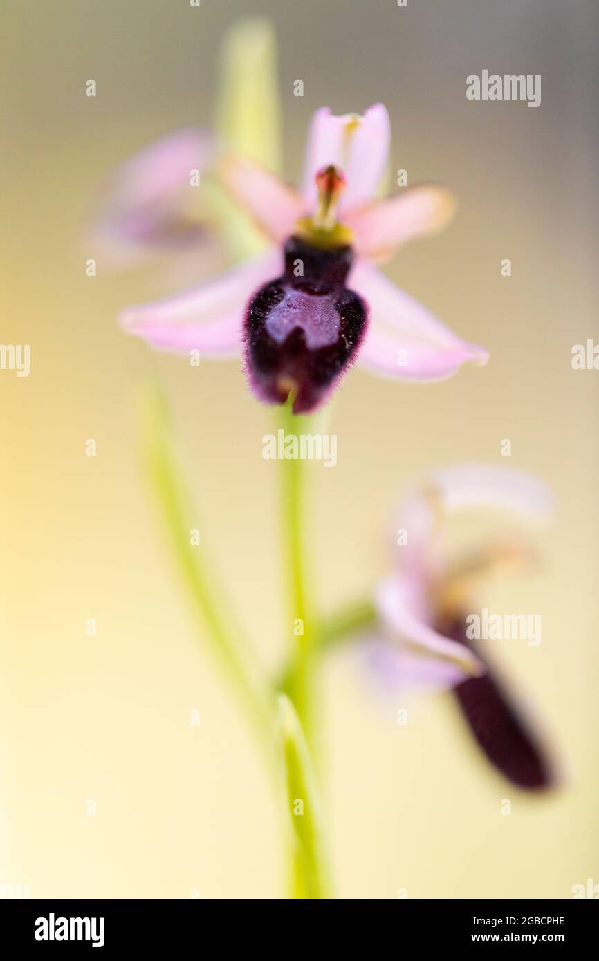 Ophrys catalaunica Orchidee Stockfoto