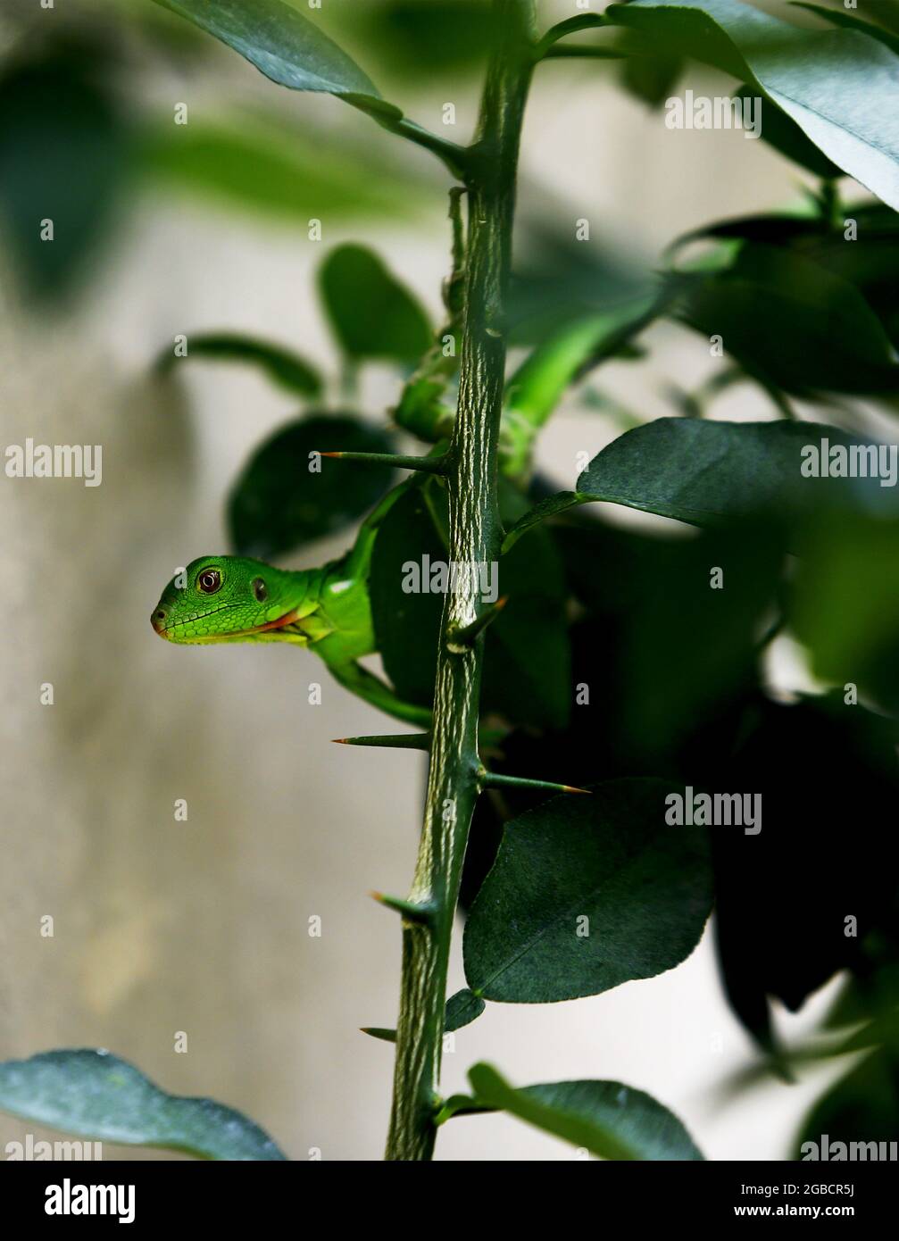 Valencia, Carabobo, Venezuela. 03. August 2021: Ein kleiner babygrüner Leguan, besser bekannt als Leguan, der zur Familie der Leguane gehört, geht zwischen dem Zaun eines Hauses und den Büschen im Garten. In Valencia, Carabobo, Venezuela - Foto: Juan Carlos Hernandez (Bild: © Juan Carlos Hernandez/ZUMA Press Wire) Quelle: ZUMA Press, Inc./Alamy Live News Quelle: ZUMA Press, Inc./Alamy Live News Stockfoto