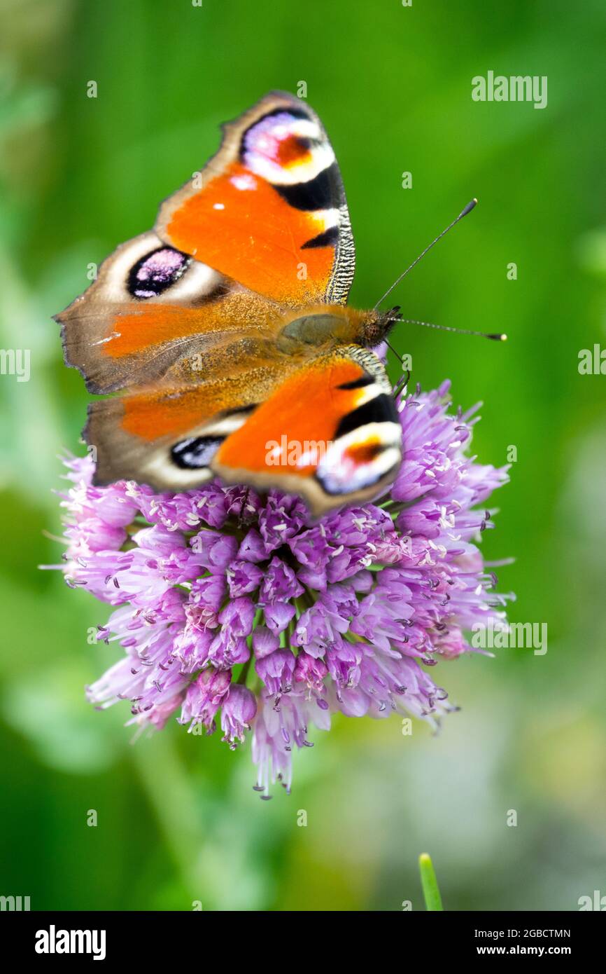 Pfauenschmetterling sitzt auf der Blume Allium, Aglais io Schmetterling Inachis io sammelt Nektar Stockfoto