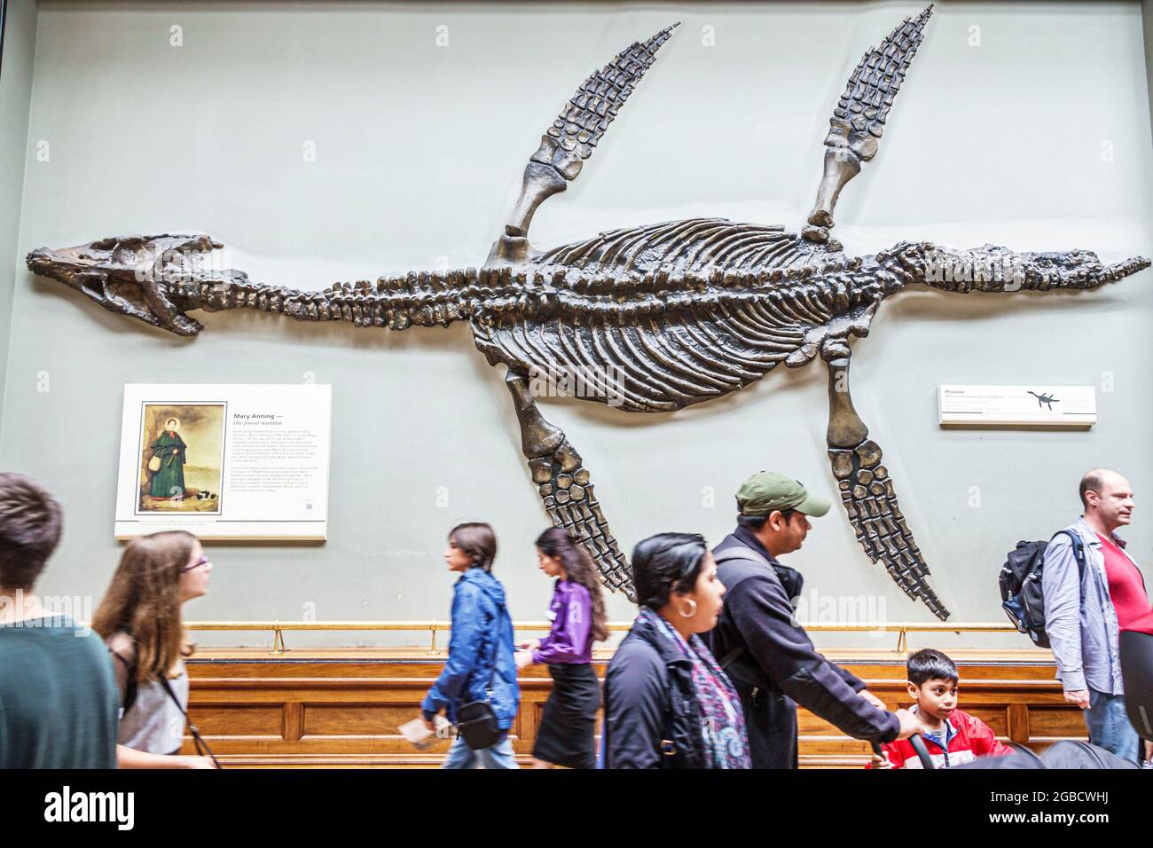 London England, UK Kensington Natural History Museum, innen Innenausbau Pliosaurus Jurassic marine fossil, asiatische Kinder Kinder Familien Stockfoto