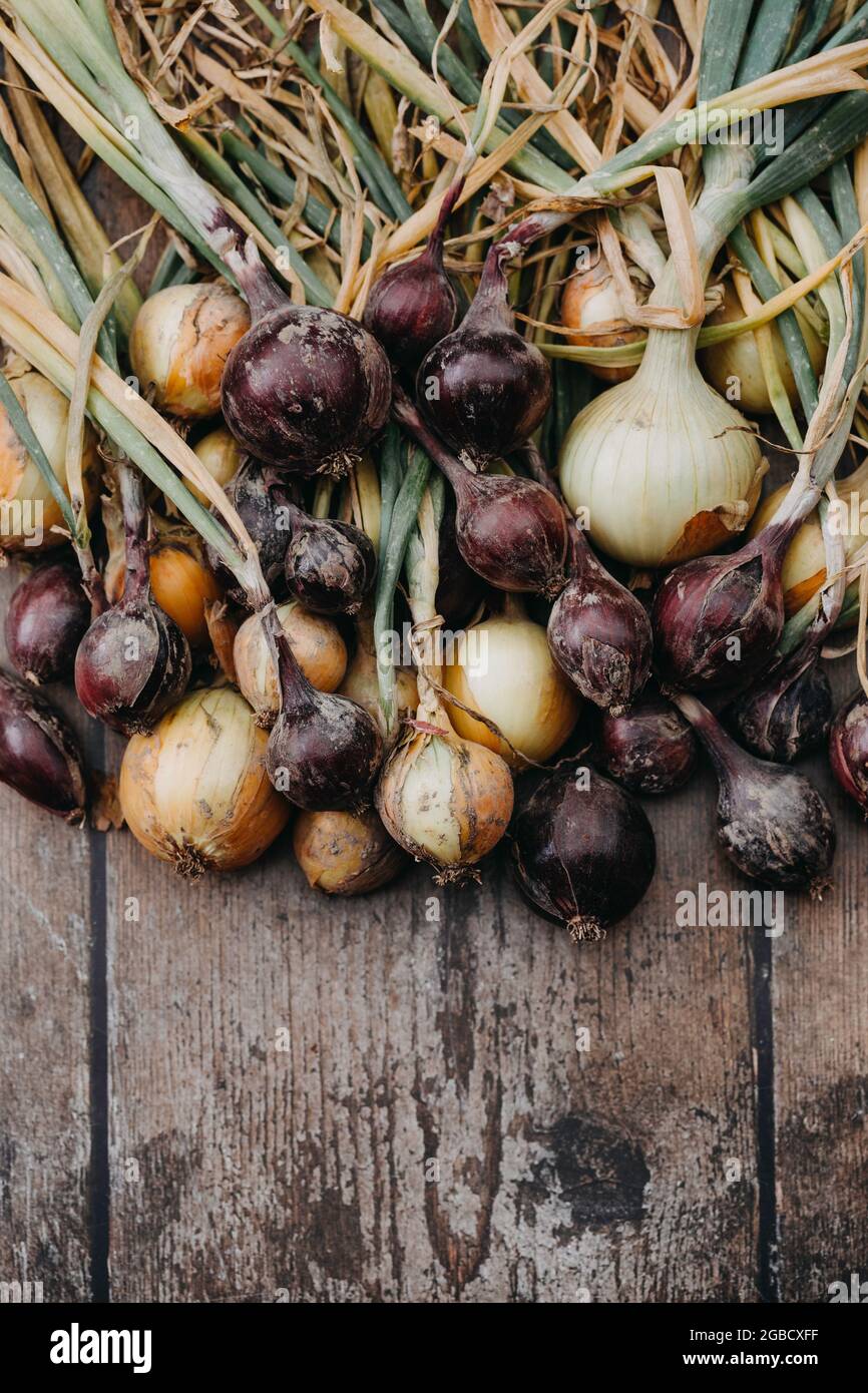 Frisch gepflückte rote und gelbe Zwiebeln Stockfoto