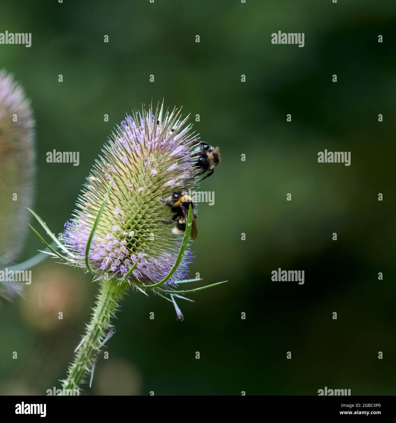 Hummeln (Bombus spp) füttern während der Sommermonate an den Blütenköpfen der wilden Teaselblume (Dipsalus fullonum) Stockfoto