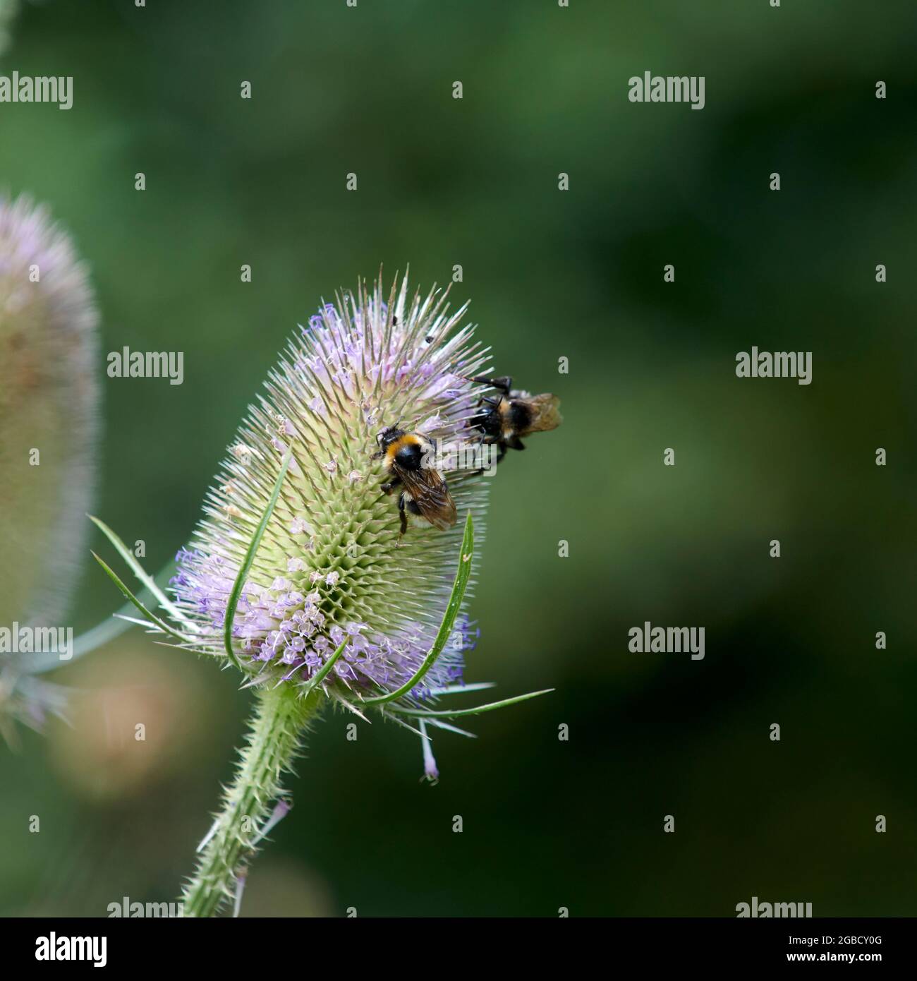 Hummeln (Bombus spp) füttern während der Sommermonate an den Blütenköpfen der wilden Teaselblume (Dipsalus fullonum) Stockfoto