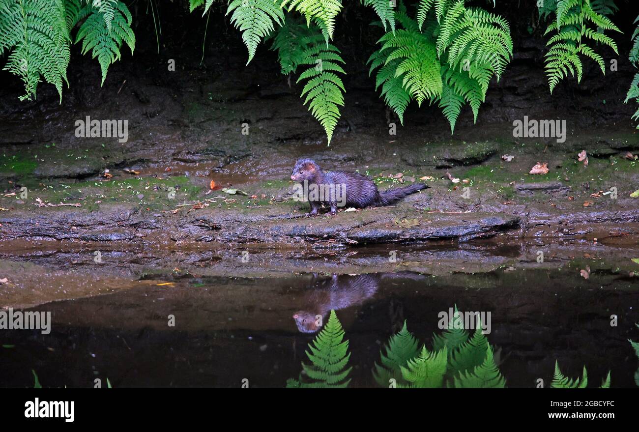 Amerikanischer Nerz, der am Flussufer fischt Stockfoto