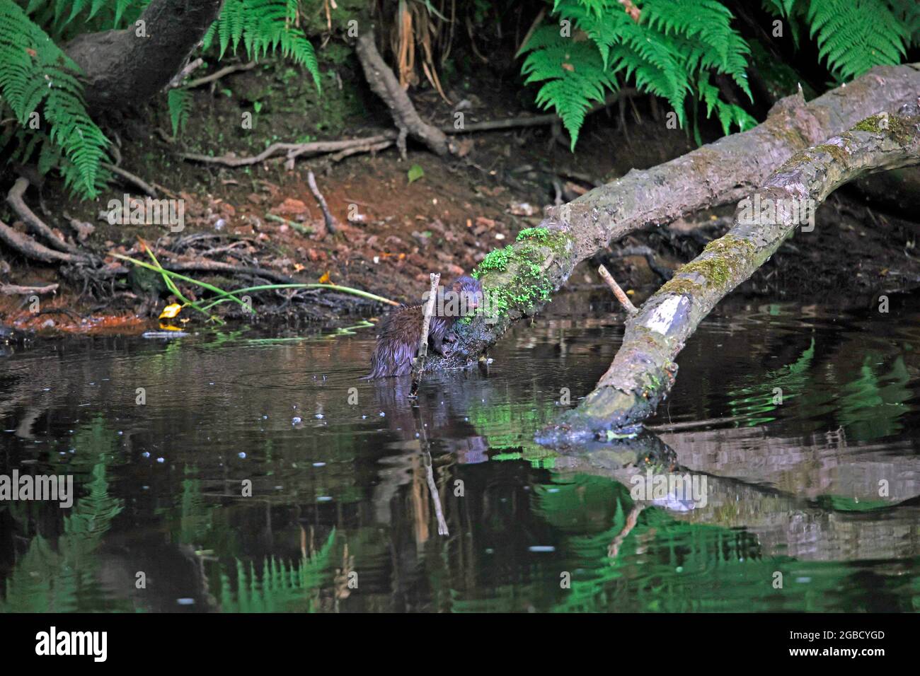 Amerikanischer Nerz, der am Flussufer fischt Stockfoto
