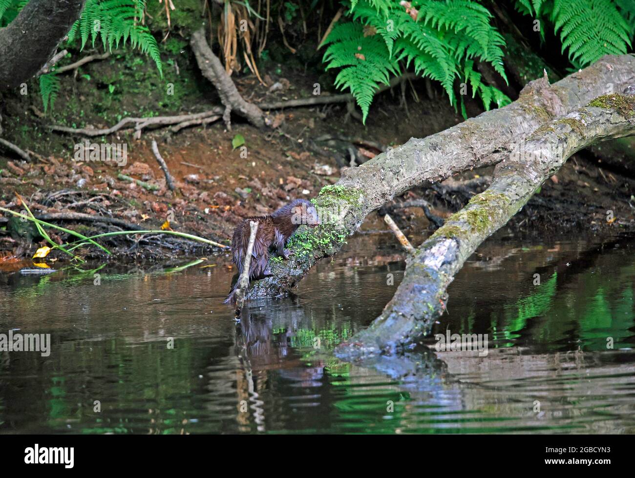 Amerikanischer Nerz, der am Flussufer fischt Stockfoto
