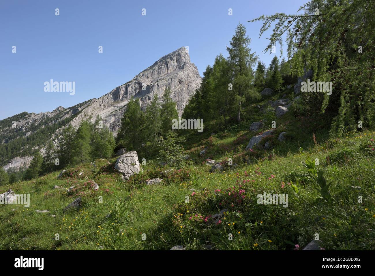 Wildblumenwiese und Watzmannfrau, kleiner Watzmann, Berg im Hintergrund am späten Nachmittag, Ramsau, Berchtesgaden, Bayern, Deutschland Stockfoto