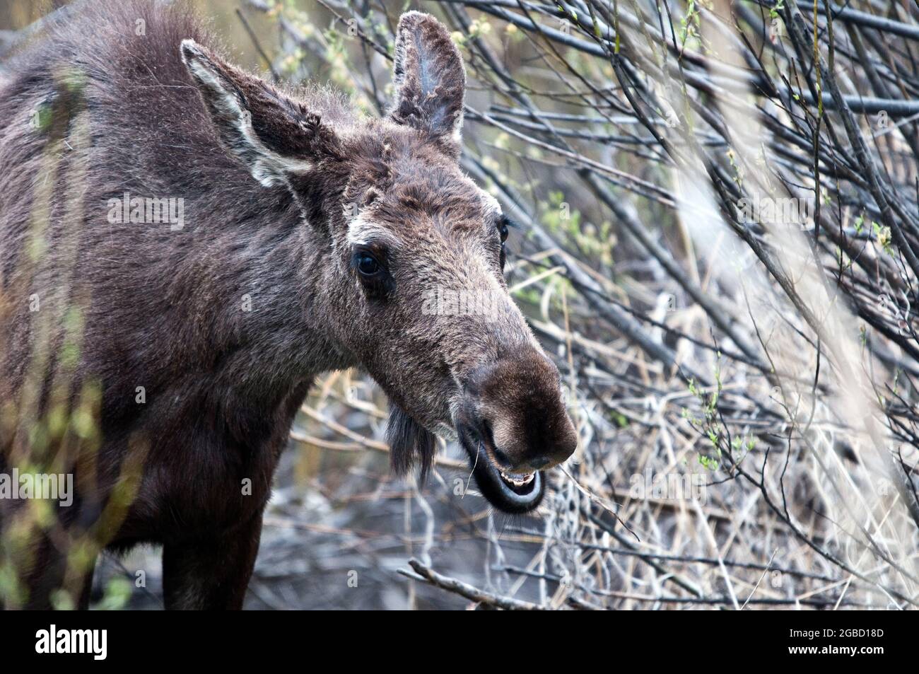 Junge Elche auf der Weidensuche, Grand Teton National Park, Wyoming Stockfoto