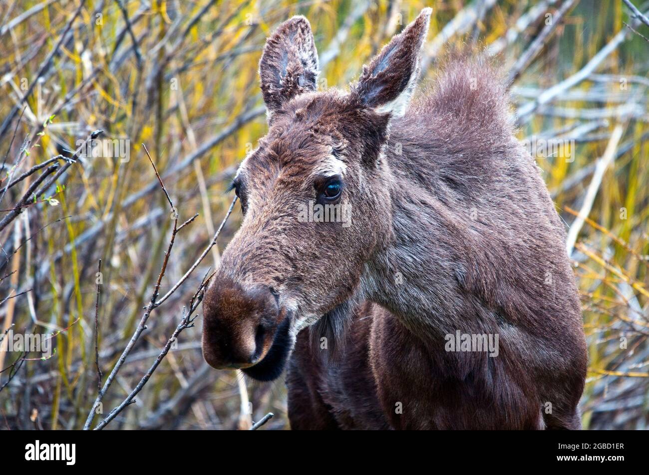 Junge Elche auf der Weidensuche, Grand Teton National Park, Wyoming Stockfoto