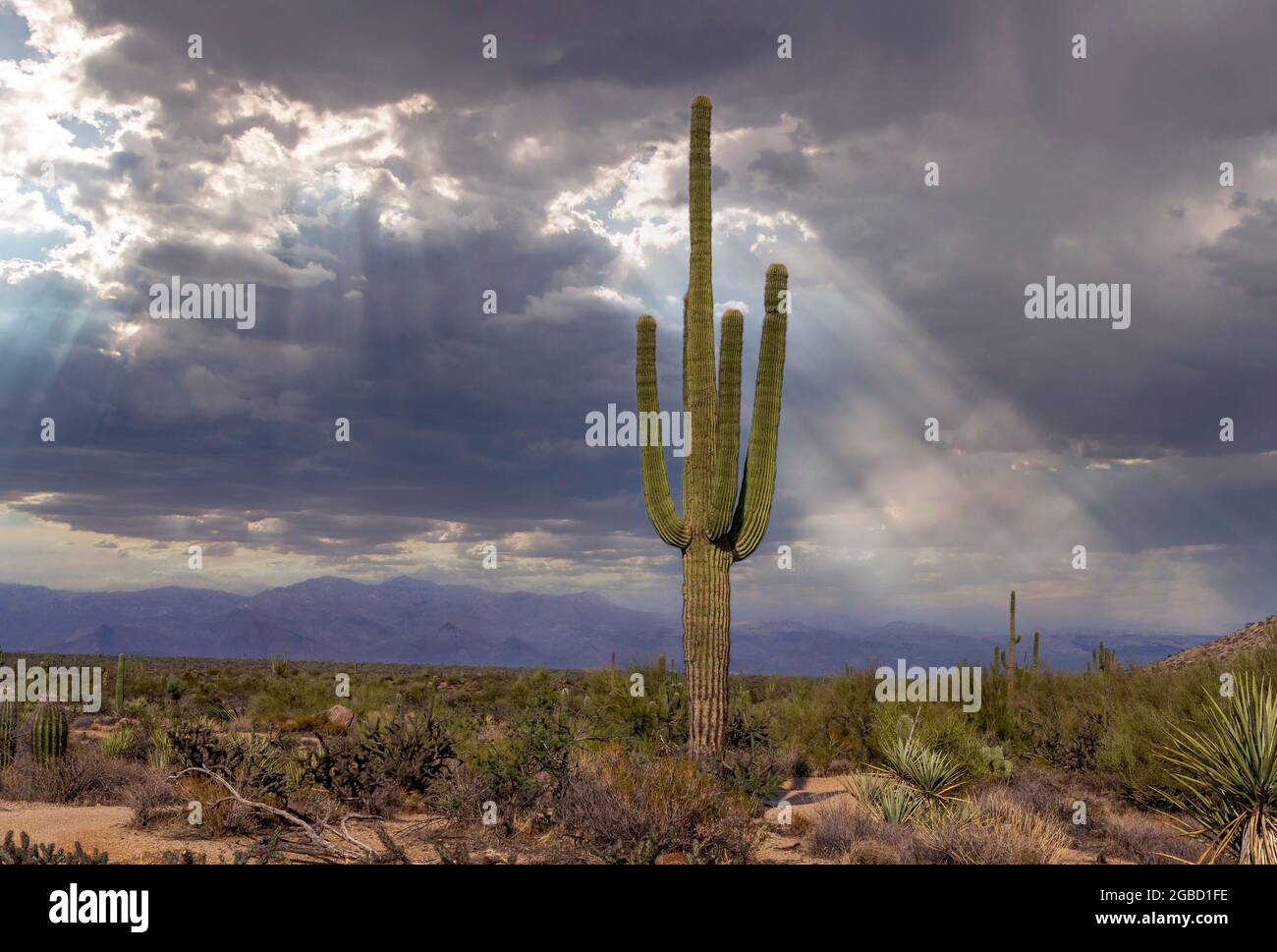 Arizona Wüstenlandschaft mit einsamen saguaro Kaktus und drastischen Sonnenstrahlen im Hintergrund. Stockfoto