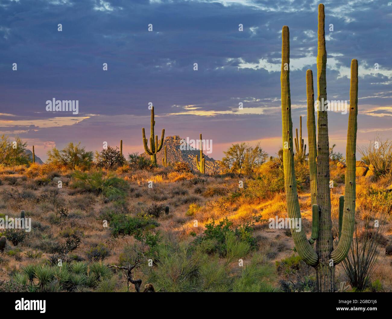 Arizona Wüstenlandschaft mit saguaro Kaktus und Bergen im Hintergrund. Stockfoto