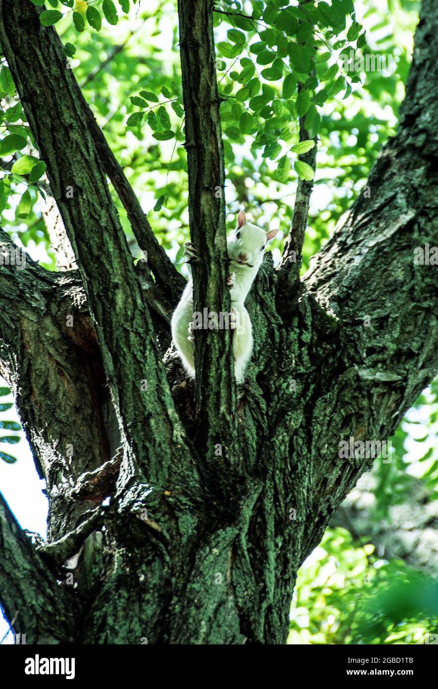 Albino-Eichhörnchen im Baum, Rocky Mountain National Park, Colorado Stockfoto