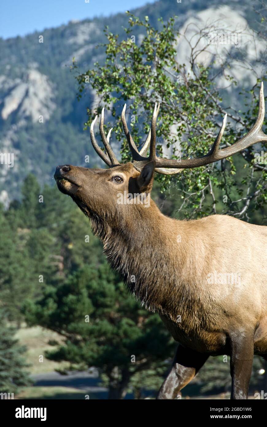 Bullenelch brüllt, Rocky Mountain National Park, Colorado Stockfoto