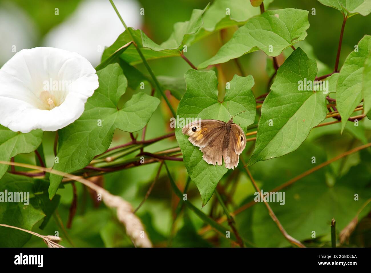 Brauner Schmetterling der Wiese (Maniola jurtina), der auf einem Bindenweeblatt ruht Stockfoto