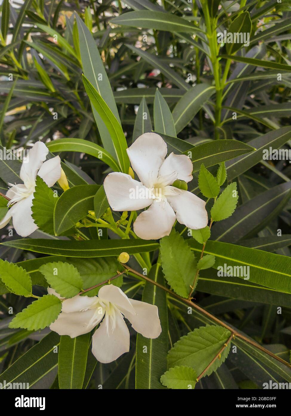 An einem Sommertag werden an einem Strauch weiße Blüten von grünen Blättern umgeben. Stockfoto