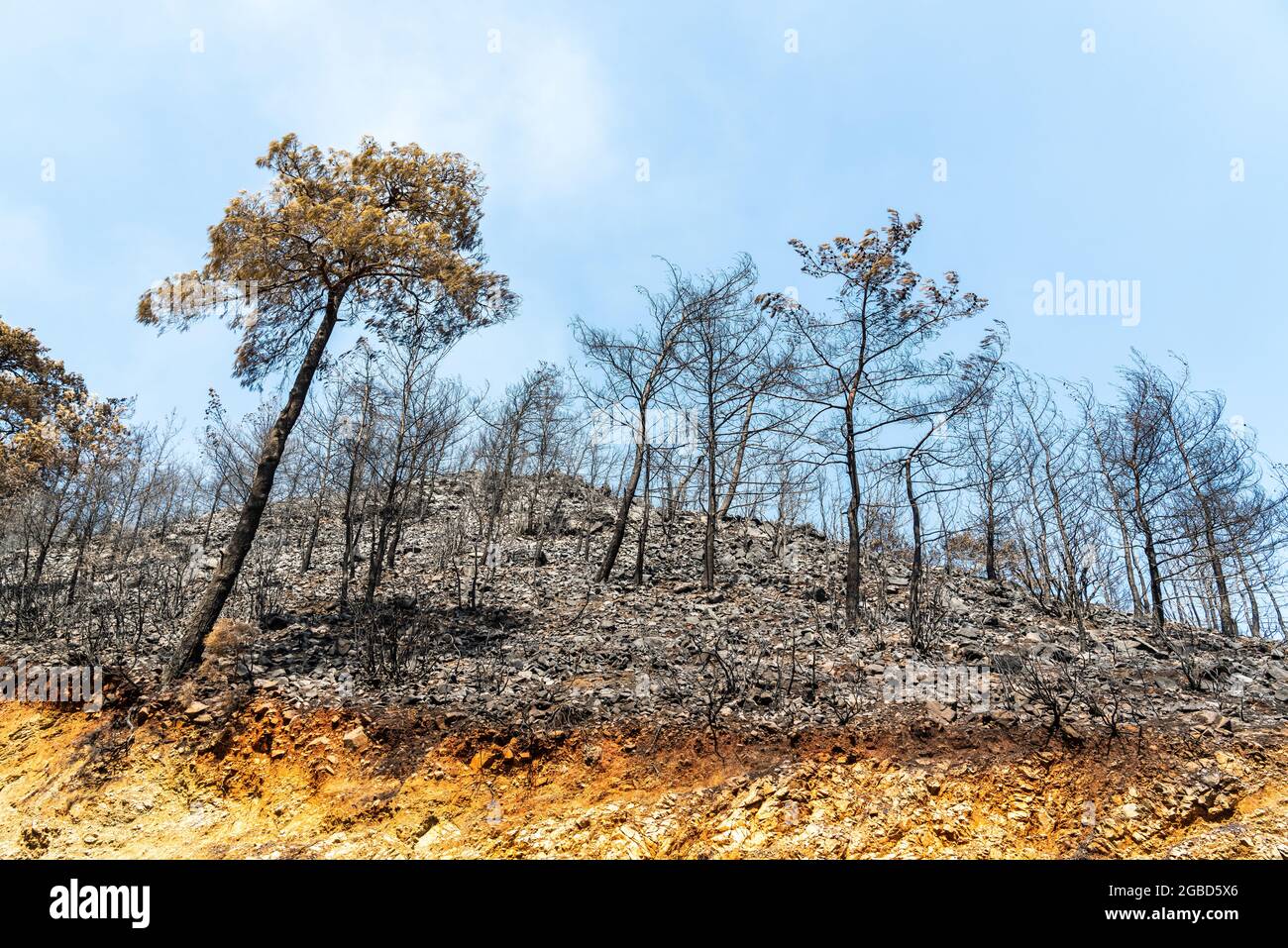 Bei Waldbränden im Juli-August 2021 in der türkischen Kurstadt Marmaris verbrannten Bäume. Blick am 1. August 2021. Stockfoto