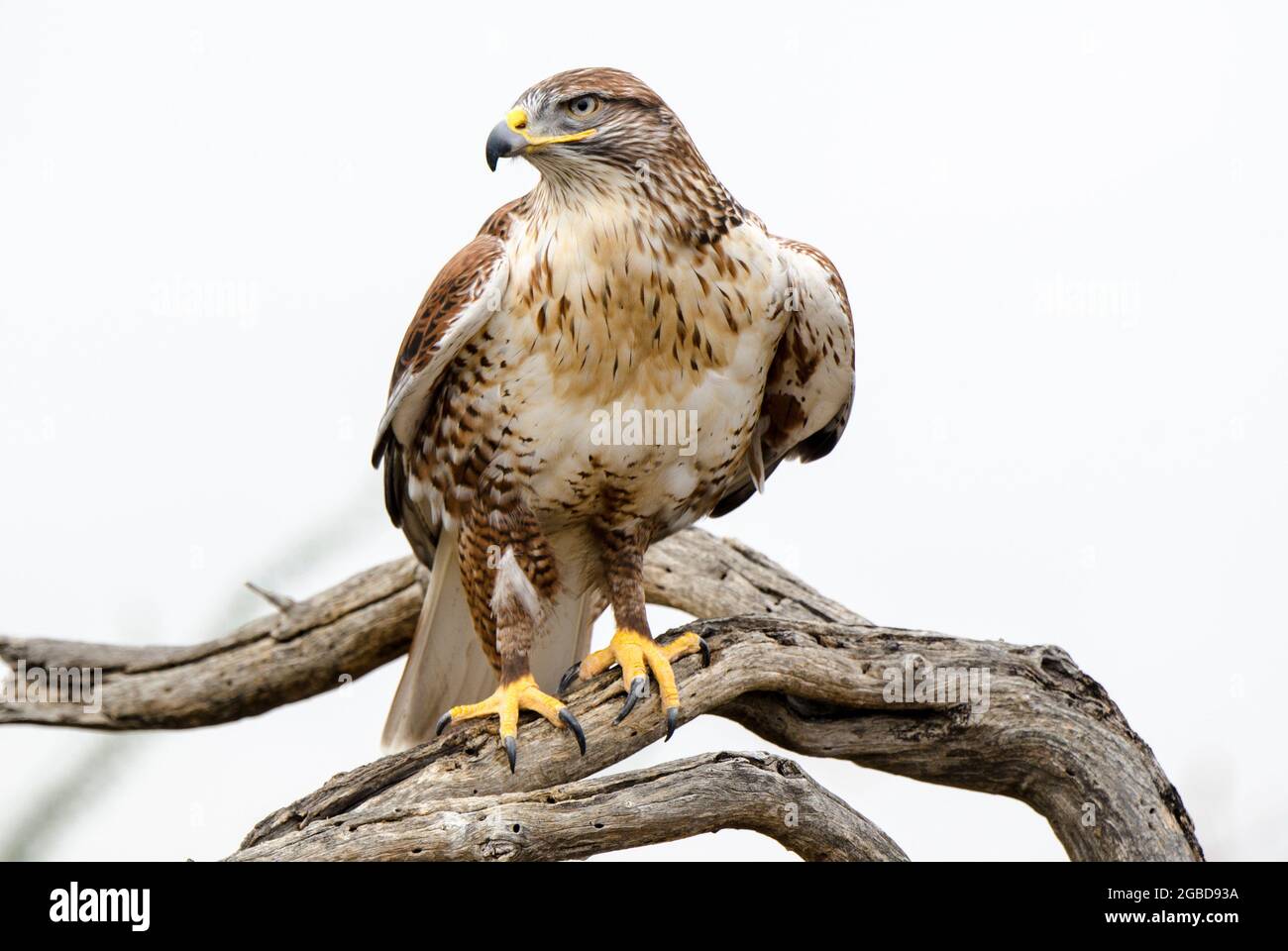 Ferruginous Hawk, Buteo regalis, Arizona, USA Stockfoto