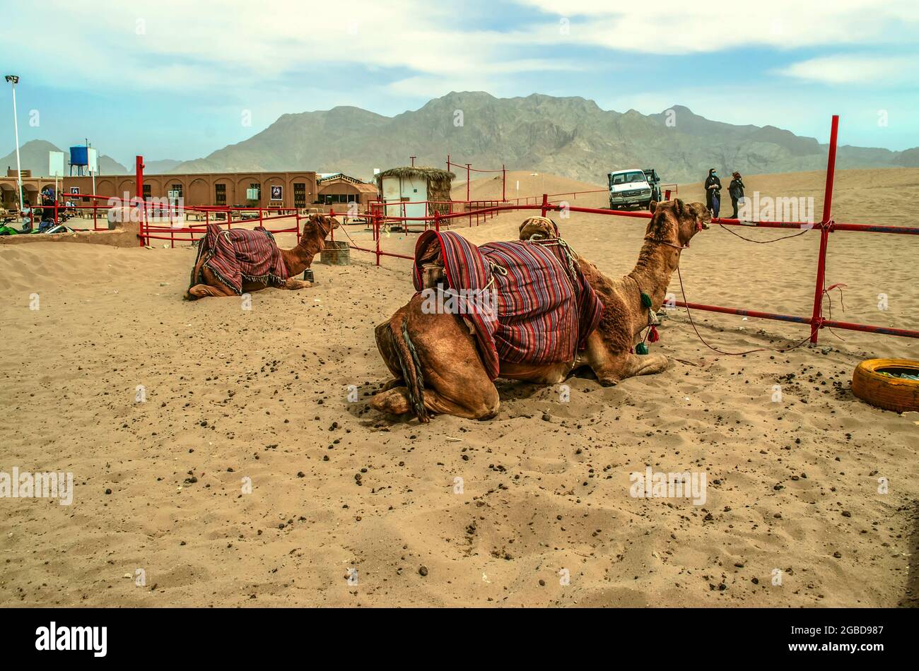 Yazd, Wüste, Iran, 20. Februar 2021: Territorium eines Safari-Entertainment-Clubs, müde Kamele liegen in einem Fahrerlager, Frauen warten auf eine Autofahrt durch die Stockfoto